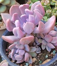 Graptoveria topsy debbie for sale  HULL