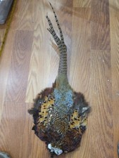 Ringneck pheasant cock for sale  Hill City