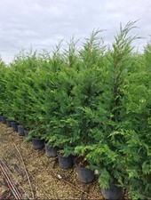 Leylandii green large for sale  UXBRIDGE