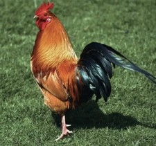 Chicken antibiotic for sale  Grulla