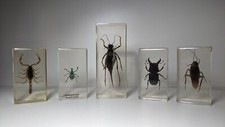 Curiosité lot insectes d'occasion  Roussillon
