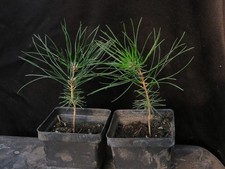 trees specimen for sale  Rochester