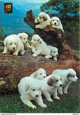 Animaux chiens chien d'occasion  Fruges