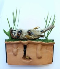 Entomology taxidermy ricostruz usato  Roma