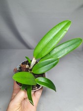 Rare cattleya percivaliana for sale  LONDON
