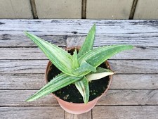 Aloe saponaria variegata for sale  Homestead