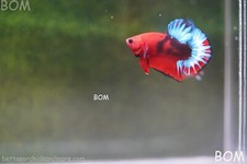 Premium male hellboy for sale  Miami