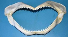 Machoire requin longueur d'occasion Machoire requin longueur d'occasion  Agde