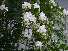 White duranta live for sale  Wauchula