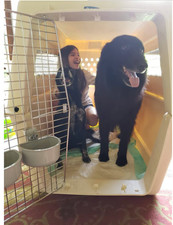 Petmate ultra vari for sale  SUTTON