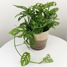 Seeds swiss cheese for sale  Grandview