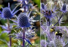 Eryngium planum sea for sale  BROCKENHURST