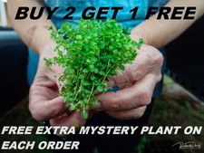 Micranthemum monte carlo for sale  Opa Locka
