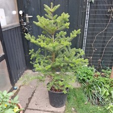 Korean fir tree for sale  UXBRIDGE