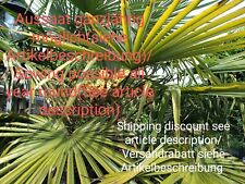 Palma canapa trachycarpus usato  Spedire a Italy