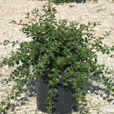 Cotoneaster dammeri vaso usato  Civitella Roveto