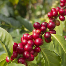Graines caféier nain d'occasion  Sabres