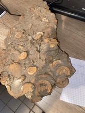 Fossilienplatte ammoniten 3 gebraucht kaufen  Bretten
