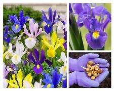 Dutch iris bulbs for sale  CRAWLEY