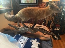 Taxidermy fox full for sale  McKeesport