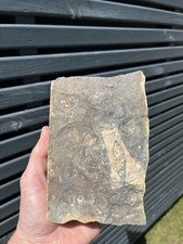Ichthyosaur pelvic girdle for sale  PORTHCAWL