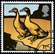 Khaki campbell ducks for sale  LAMPETER