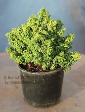 Gemstone hinoki cypress for sale  Lakewood