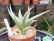 Sansevieria chanin for sale  GLOUCESTER