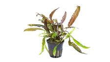 Cryptocoryne usteriana topf gebraucht kaufen  Püttlingen