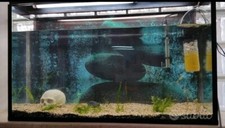 Acquario fatto mano usato  Cassino
