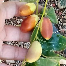 T614a tsao jujube for sale  Bakersfield