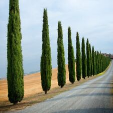 Italian cypress stricta for sale  IPSWICH