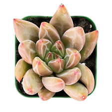 Live echeveria psyche for sale  Fallbrook