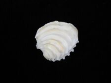 Sea shell placamen for sale  SOUTHAMPTON