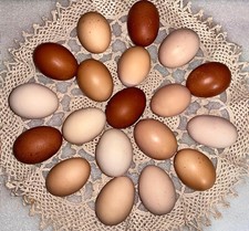 laying hens breeds for sale laying hens breeds for sale Freeman