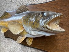Large real skin for sale  Cooks