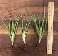 plants indoor aloe vera for sale plants indoor aloe vera for sale Naples