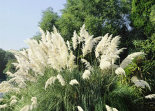 White pampas grass for sale  Albany