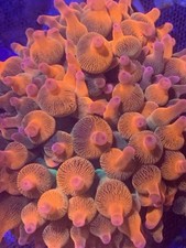 Bubble tip anemon for sale  STOCKPORT