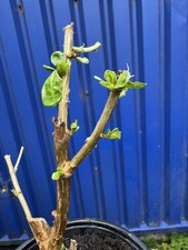 Lycium barbarum sweet for sale  LIVERPOOL