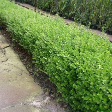Pianta buxus faulkner usato Pianta buxus faulkner usato  Castellana Grotte
