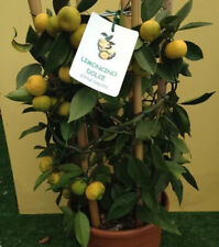 Dolce limone agrumi usato  Trappeto