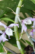 Rare mini dendrobium for sale  LONDON