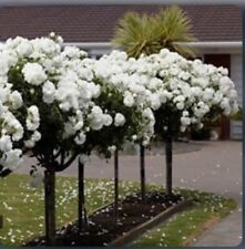 Iceberg half standard for sale  BIRMINGHAM