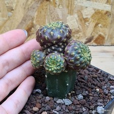 Sulcorebutia rauschii golden usato  Trevi