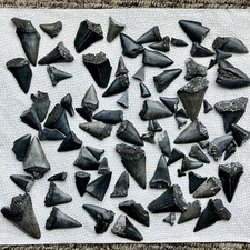 Bulk lot fossilized for sale  Ladson