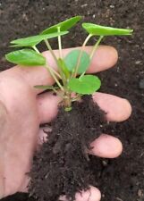 Pilea peperomioides chinese for sale  COVENTRY