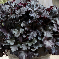 Heuchera black pearl for sale  UK