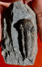 Trilobite dévonien ardennes d'occasion Trilobite dévonien ardennes d'occasion  Cuxac-d'Aude