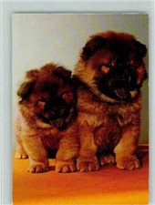 12093393 cuccioli chow usato  Spedire a Italy